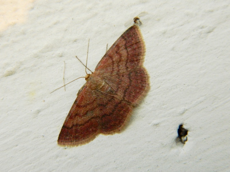 Idaea ochrata?? - No, Scopula (Scopula) rubiginata